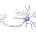 Neurovascular