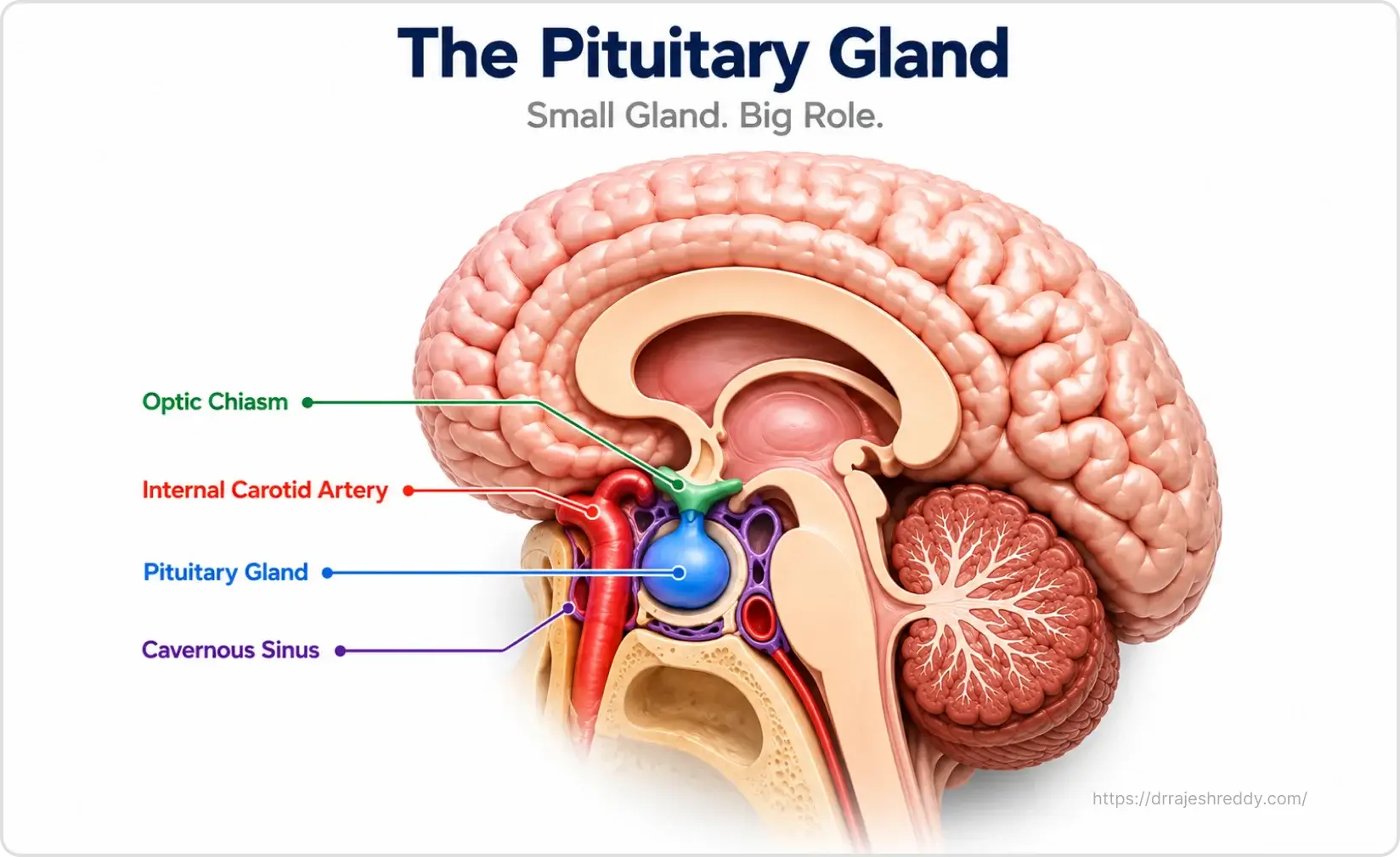 Pituitary Gland Anatomy & Tumor Location
